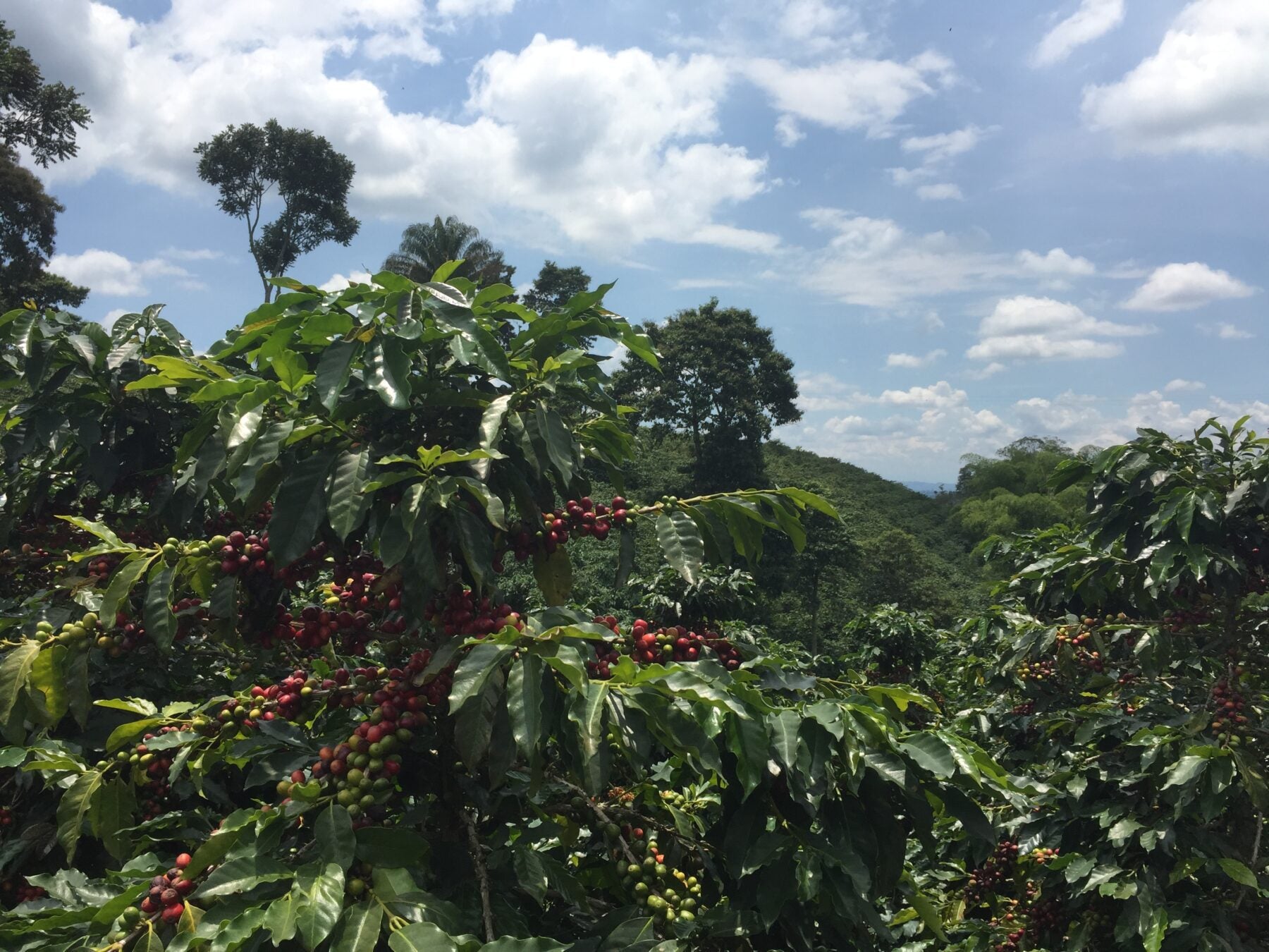 Decaf_Popayan.jpg