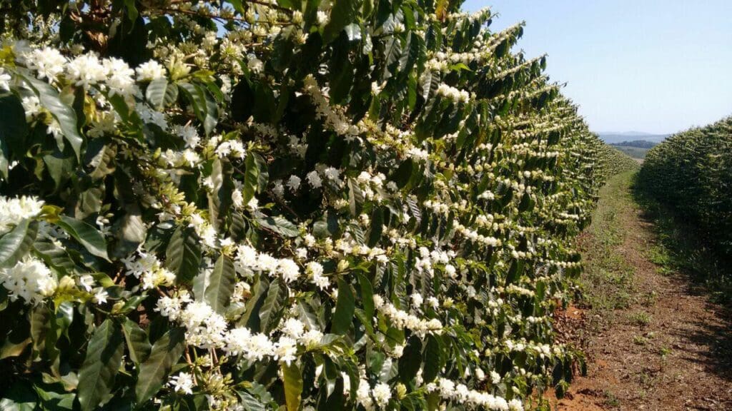Fazenda-Catanduva-Marie-Nakao-Sasaki-1-1024x576.jpg