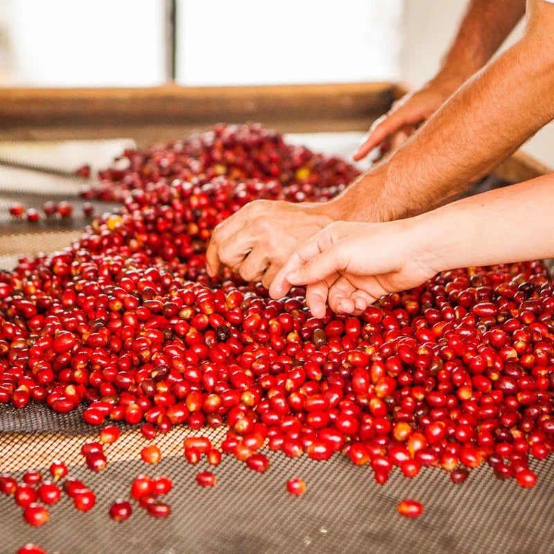 coffee-cherry-selection-forest-coffee.webp